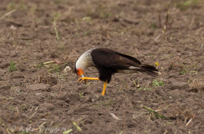 Crested Caracara