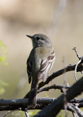 Dusky Flycatcher