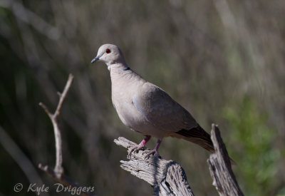 Eurasian Collared-Dove