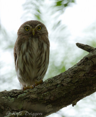 Ferruginous Pygmy-Owl