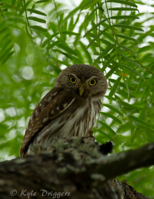 Ferruginous Pygmy-Owl