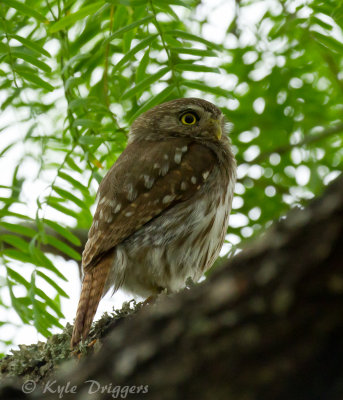 Ferruginous Pygmy-Owl