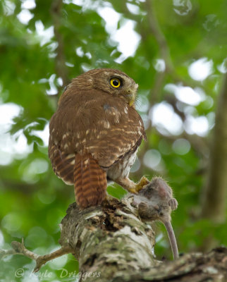 Ferruginous Pygmy-Owl