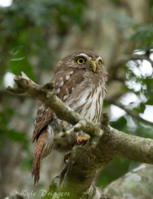Ferruginous Pygmy-Owl