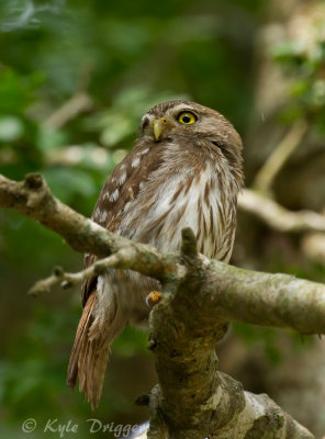 Ferruginous Pygmy-Owl