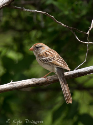 Field Sparrow