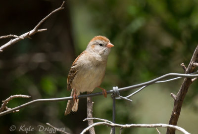 Field Sparrow