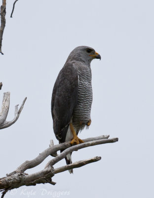 Gray Hawk