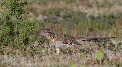 Greater Roadrunner