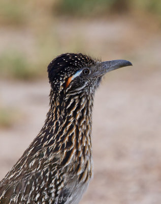 Greater Roadrunner