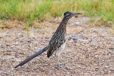 Greater Roadrunner
