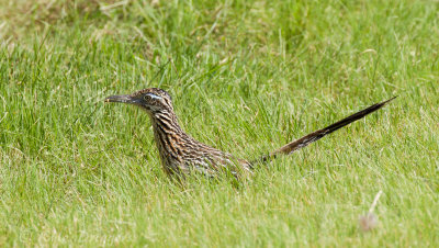 Greater Roadrunner