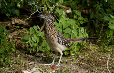 Cuckoos