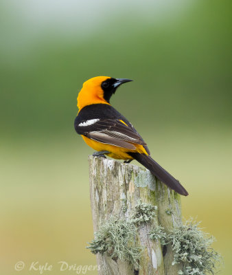 Hooded Oriole