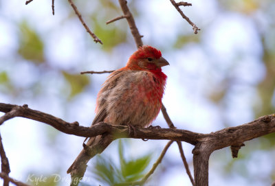 House Finch