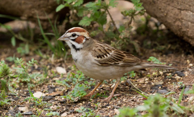 Lark Sparrow