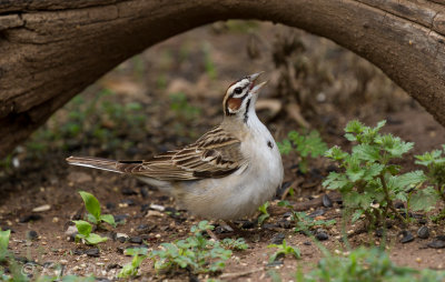 Lark Sparrow