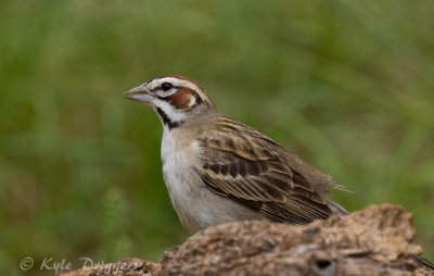 Lark Sparrow