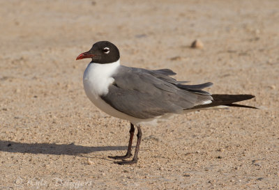 Laughing Gull