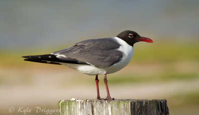 Laughing Gull