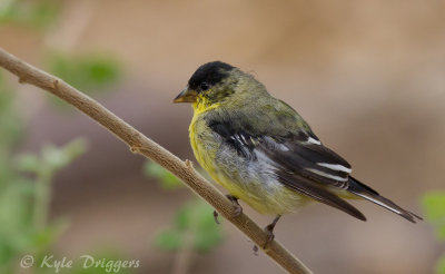Lesser Goldfinch
