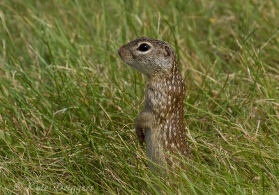 Mexican Ground Squirrel