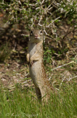 Mexican Ground Squirrel