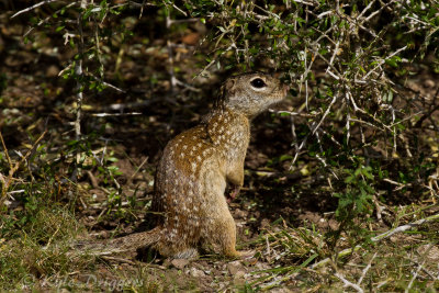 Mexican Ground Squirrel