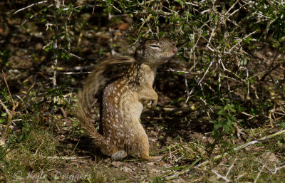 Mexican Ground Squirrel