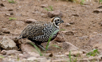 Upland Game Birds