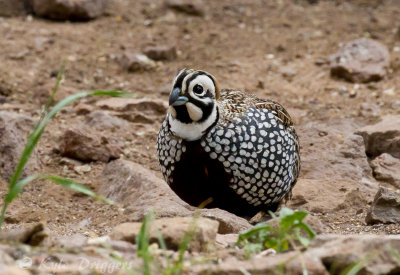 Montezuma Quail