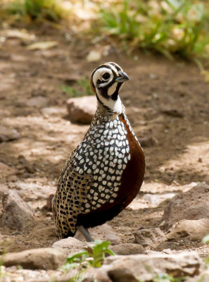 Montezuma Quail