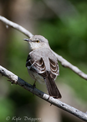 Mockingbirds, Thrashers, and Pipits