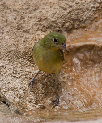 Painted Bunting - female