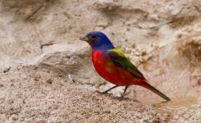 Painted Bunting