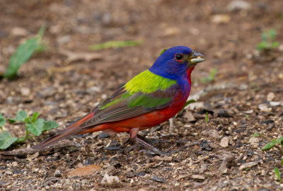Painted Bunting