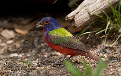 Painted Bunting