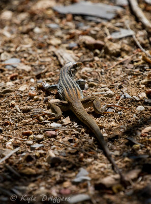 Plateau Spotted Whiptail