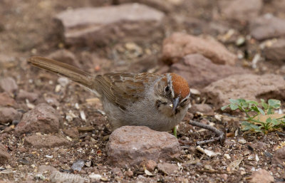 Rufous-crowned Sparrow