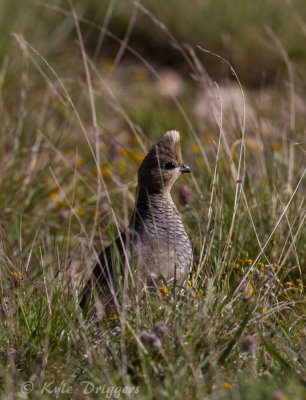 Scaled Quail