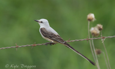 Scissor-tailed Flycatcher
