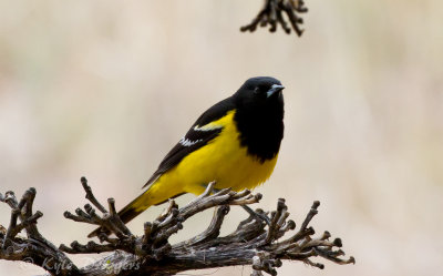 Orioles and Blackbirds
