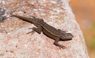 Southern Prairie Lizard