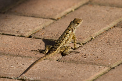 Southern Prairie Lizard