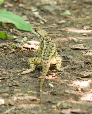 Southern Prairie Lizard