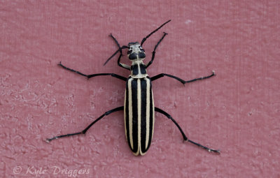 Striped Blister Beetle