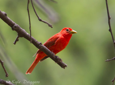 Summer Tanager