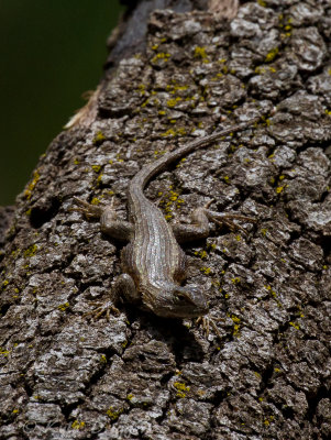 Texas Spiny Lizard