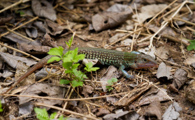 Texas Spotted Whiptail