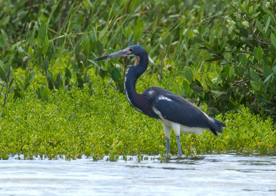 Wading Birds